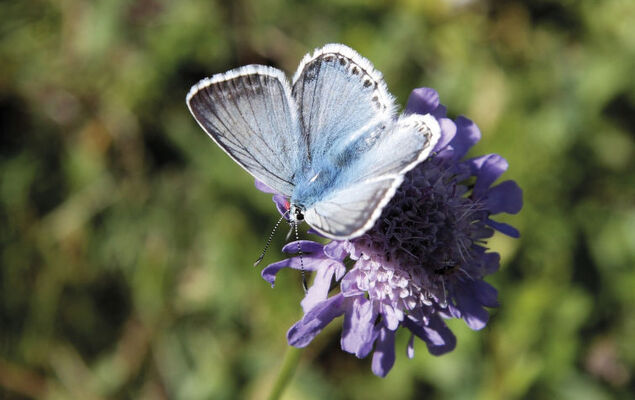 Steindlwald - Photo 31